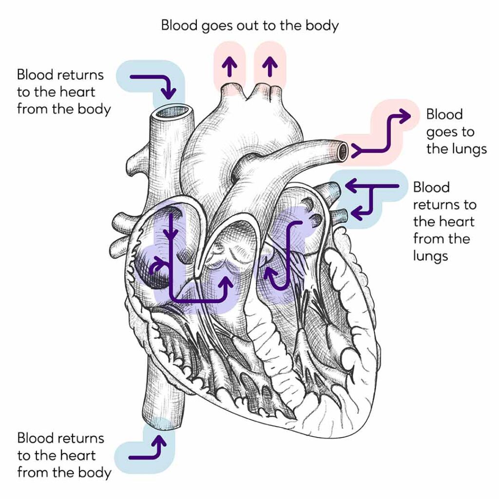 Graphic that illustrates how blood pumps through the heart. Text reads: Blood goes out to the body; Blood goes out to the lungs; Blood returns to the heart from the lungs; Blood returns to the heart from the body; Blood returns to the heart from the body